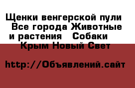 Щенки венгерской пули - Все города Животные и растения » Собаки   . Крым,Новый Свет